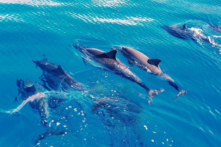 Swim with Dolphins in the West Coast line of Oahu - Photo 1 of 8